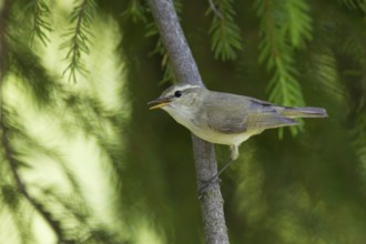 Greenish Warbler - Grünlaubsänger - Phylloscopus trochiloides