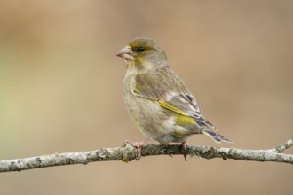 European Greenfinch (Chloris chloris), female perched, Castile and Leon, Spain