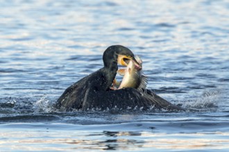 Kormoran mit erbeutetem FluÃŸbarsch