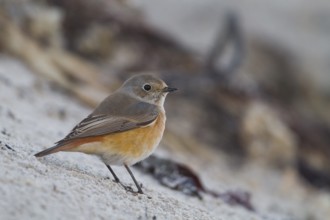 Common Redstart - Gartenrotschwanz - Phoenicurus phoenicurus ssp. phoenicurus, Germany, male
