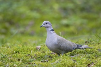 Eurasian Collared Dove (Streptopelia decaocto) perched on field, Bavaria, Germany