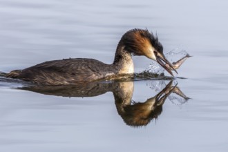 Great Crested Grebe (Podiceps cristatus) eating fish, Mecklenburg-Western Pomerania, Germany