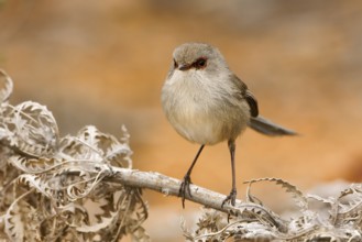 Blue-breasted Fairywren (Malurus pulcherrimus) female, Western Australia, Australia