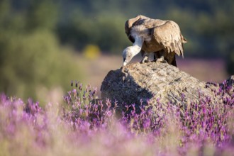 Griffon Vulture (Gyps fulvus) in field, Madrid, Spain