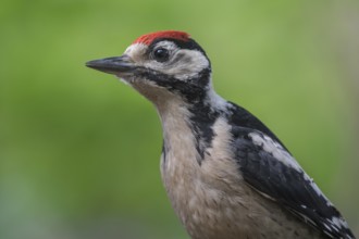 Great Spotted Woodpecker (Dendrocopos major) juvenile, Lower Saxony, Germany