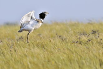 Little Bustard (Tetrax tetrax), Extremadura, Spain