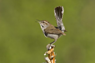 Bewick's Wren Thryomanes bewickii Texas, United States May Adult Troglodytidae