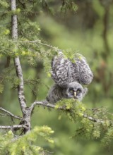 Great Grey Owl (Strix nebulosa) juvenile perched on a branch in threatening posture, British