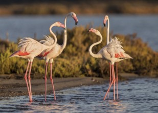 Greater Flamingo (Phoenicopterus roseus), Sardinia, Italy