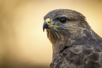 Common Buzzard (Buteo buteo), portrait, Castile and Leon, Spain