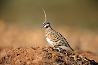 Spinifex Pigeon (Geophaps plumifera) perched on the ground, Queensland, Australia