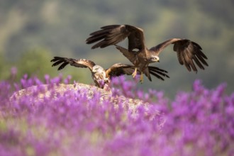Red Kite & Black Kite (Milvus milvus & Milvus migrans), Madrid, Spain