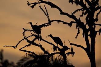 Hadada Ibis (Bostrychia hagedash nilotica) pair perched in tree in evening twilight, Yayu, Ethiopia
