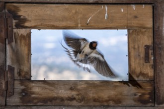 Barn Swallow (Hirundo rustica) flying into a barn, Extremadura, Spain