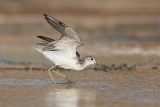 Common Greenshank (Tringa nebularia) foraging, Eilat, Israel