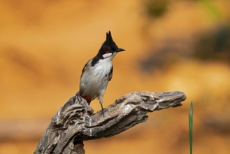 Red-whiskered Bulbul (Pycnonotus jocosus hainanensis), Yunnan, China