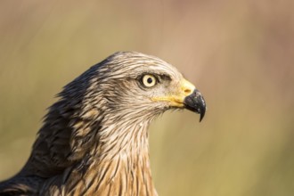 Black Kite (Milvus migrans), Madrid, Spain