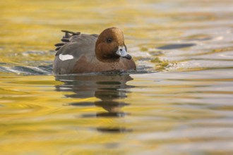 Eurasian Wigeon (Mareca penelope) male, Arizona, USA