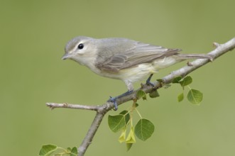 Warbling Vireo (Vireo gilvus), Texas, USA