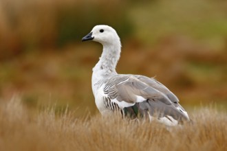 White bird with long neck. White goose in the grass. White bird in the green grass. Goose in the