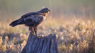 Lesser Spotted Eagle (Clanga pomarina), Mecklenburg-Western Pomerania, Germany