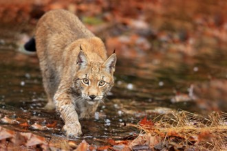 Lynx walking in the orange leaves with water. Wild animal hidden in nature habitat, Germany.