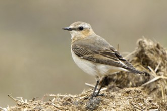 Northern Wheatear (Oenanthe oenanthe) female, Texas, USA
