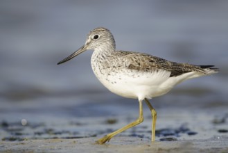 Common Greenshank (Tringa nebularia), North Rhine-Westphalia, Germany