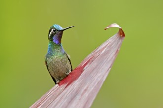 Purple-throated Mountain-gem, Lampornis calolaemus, hummingbird from Costa Rica. Violet throat
