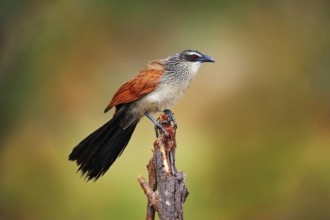 White-browed coucal or lark-heeled cuckoo, Centropus superciliosus, species of bird in family