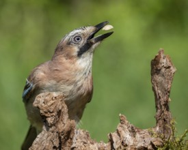 Eurasian Jay (Garrulus glandarius), Lower Saxony, Germany