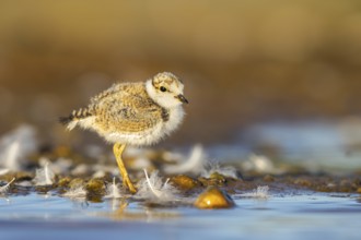 Little Ringed Plover (Charadrius dubius) chick, North Rhine-Westphalia, Germany
