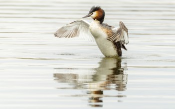 Haubentaucher (Podiceps cristatus)