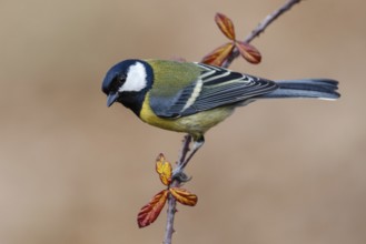Great Tit (Parus major), Asturias, Spain
