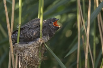 Common Cuckoo (Cuculus canorus) juvenile begging in nest of Eurasian Reed Warbler, Saxony-Anhalt,
