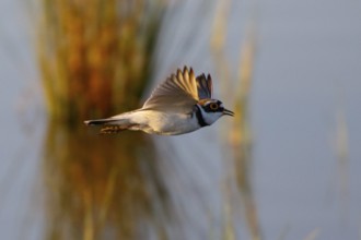 Little Ringed Plover (Charadrius dubius) flying, Mallorca, Spain