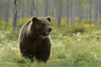 Brown bear walking in forest, morning light. Dangerous animal in nature taiga and meadow habitat.