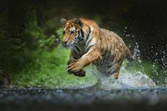 Tiger running in the water. Danger animal, tajga in Russia. Animal in the forest stream. Grey