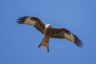 Red Kite (Milvus milvus) flying, Hesse, Germany