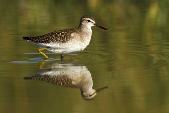 Wood Sandpiper (Tringa glareola), Castile-La Mancha, Spain