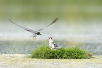Black Tern (Chlidonias niger) juvenile, Netherlands