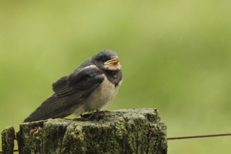 Barn Swallow (Hirundo rustica) juvenile, Lower Saxony, Germany