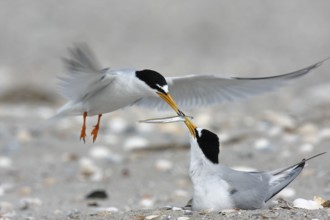 Little Tern (Sternula albifrons) mating, Lower Saxony, Germany