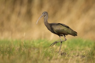 Glossy Ibis (Plegadis falcinellus), Drachten, Netherlands