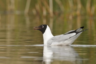 Andean Gull (Larus serranus) in a lake in Bolivia, South America