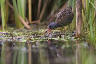 Water Rail (Rallus aquaticus) foraging, Saxony, Germany