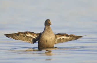 King Eider (Somateria spectabilis) juvenile, California, USA