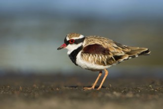 Black-fronted Dotterel (Elseyornis melanops), Victoria, Australia