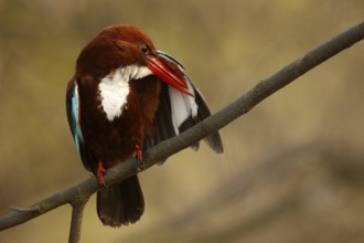 White-throated Kingfisher (Halcyon smyrnensis) preening, Rajasthan, India