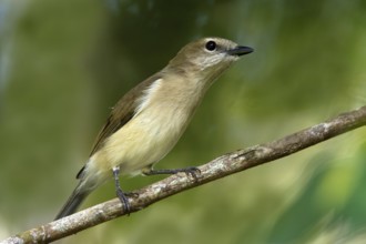 Grey Whistler (Pachycephala simplex), Northern Territory, Australia